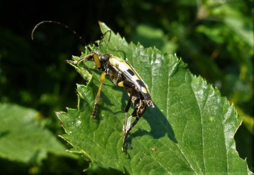 Rutpela maculata